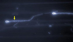 Figure 18. Infection filaments form appressoria over plant epidermal cell junctions. In this image of a silk surface stained with the fluorochromes DAPI (to label nuclei) and Calcofluor (which labels cells walls) the host cell walls are barely visible as horizontal lines in the background. Two infection filaments with brightly stained, egg-shaped appressoria at their tips are visible; the arrow points out the paired nuclei in one. (Courtesy K.M. Snetselaar)