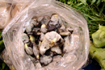 Figure 28. Cuitlacoche (Ustilago maydis) for sale with other mushrooms and vegetables in markets in Mexico City. (Courtesy Vladimir Casteñada)