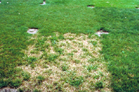 Figure 19. Variation in susceptibility to dollar spot among fine fescue (Festuca sp.) cultivars. (Courtesy F.T. Bennett).