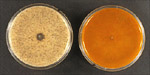 14. Normal, wildtype isolate (left) and dsRNA-infected hypovirulent isolate (right). (Courtesy R. Martyn).